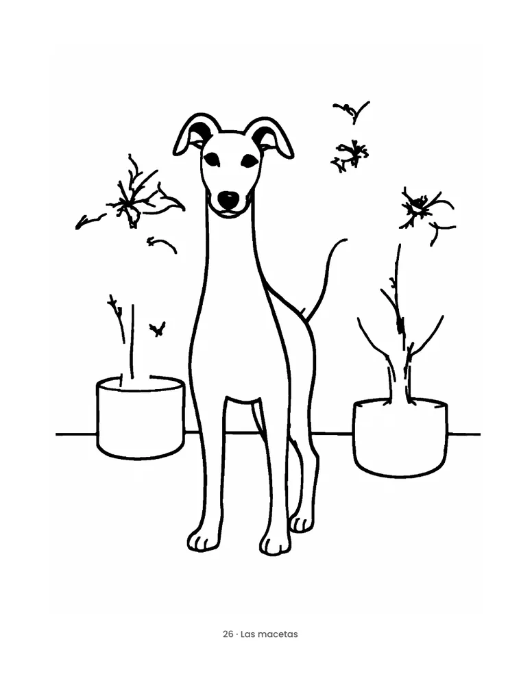 Galgos y Whippets — 2